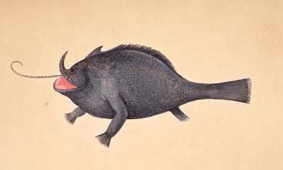 Een vis door Mark Catesby