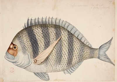 Een vis door Mark Catesby