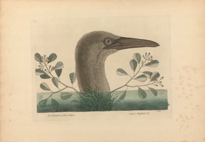 An Thymelaea foliis obtusis; Anseri Bassano &c: De grote domoor, plaat 86 uit de 