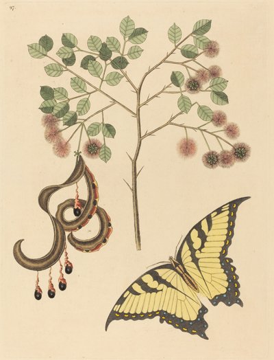 Kattenklauw (Mimosa circinalis) door Mark Catesby