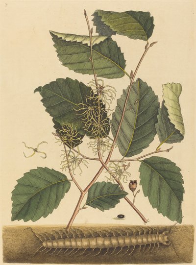 Duizendpoot Scolopendra morsitans door Mark Catesby