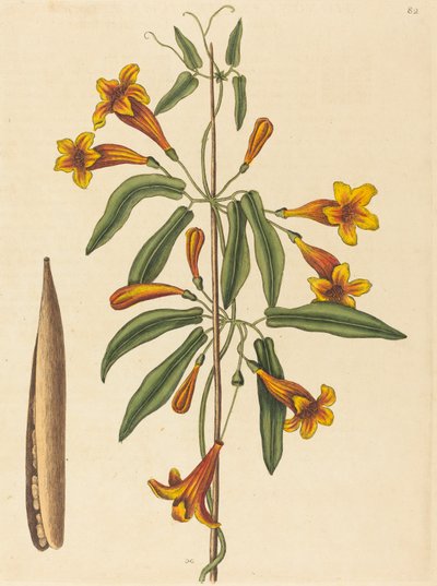 Kruiswijnstok Bignonia capreolata, gepubliceerd 1754 door Mark Catesby