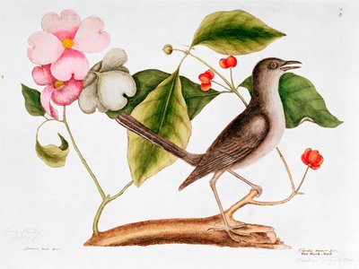 Kornoelje: Cornus florida, en Spotvogel uit de Natural History of Carolina (1730-48) door Mark Catesby