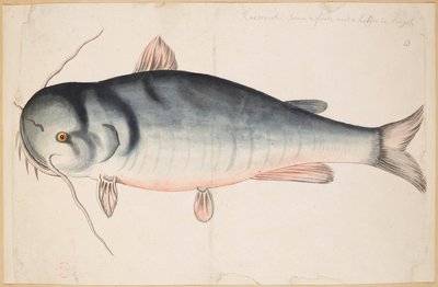 Keetrauk. Ongeveer 2,5 voet lang. Een meerval? door Mark Catesby