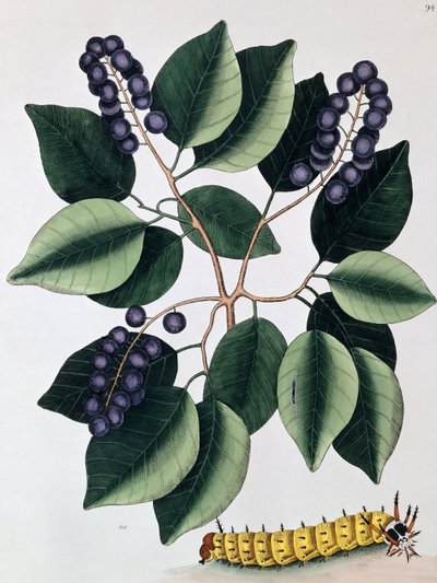 Duivenpruim en een grote gehoornde rups door Mark Catesby