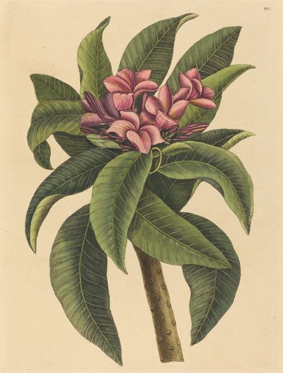 Rode Frangipanni Plumeria rubra, gepubliceerd 1731-1743 door Mark Catesby