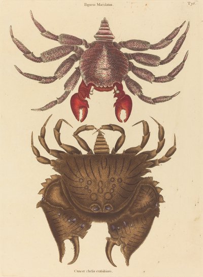 Roodgevlekte rotskrab (Cancer grapsus) door Mark Catesby