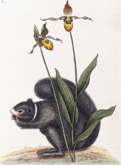 Sciurnus Niger door Mark Catesby