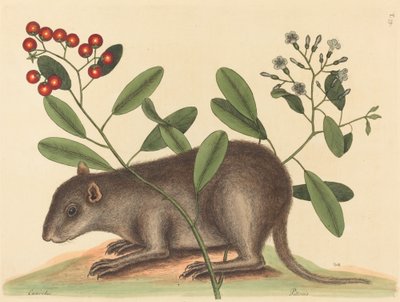 De Bahama Coney Mus Monax, gepubliceerd 1754 door Mark Catesby