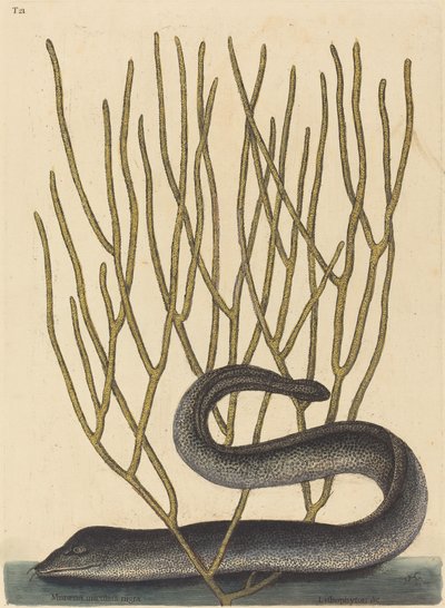 De Zwarte Muray (Muraenae helenae varietas) door Mark Catesby