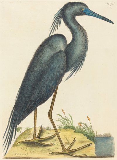 De blauwe reiger Ardea coerulea, gepubliceerd 1731-1743 door Mark Catesby