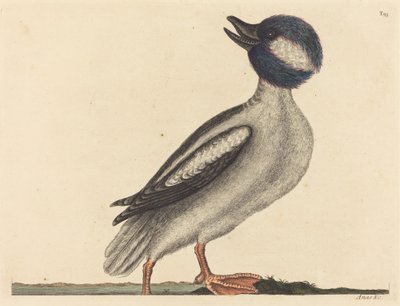 De Buffelkop Eend Anas bucephala, gepubliceerd 1731-1743 door Mark Catesby
