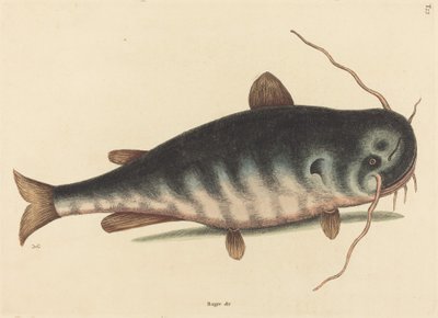 De meerval Silurus catus, gepubliceerd 1754 door Mark Catesby