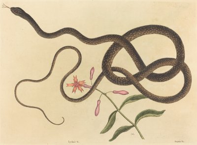 De Koetszweepslang Coluber flagellum door Mark Catesby