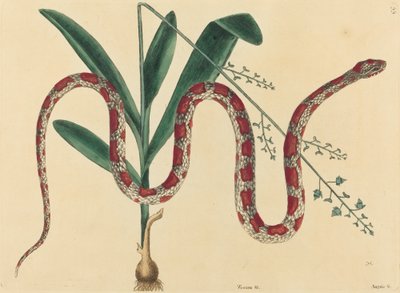 De Koren Slang Coluber fulvius, gepubliceerd 1731-1743 door Mark Catesby