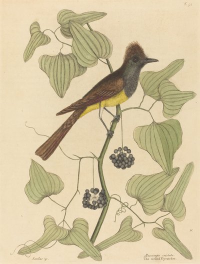 De Kuifvliegenvanger Muscicapa cristata, gepubliceerd 1754 door Mark Catesby