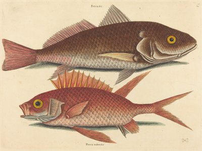 De Croker Perca undulata, gepubliceerd 1731-1743 door Mark Catesby