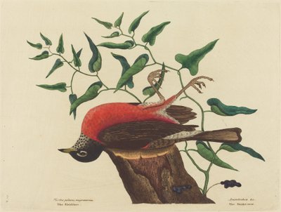 De Kramsvogel van Carolina Turdus migratorius, gepubliceerd 1731-1743 door Mark Catesby