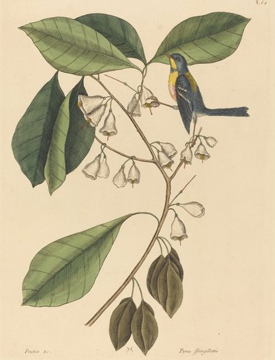 De Vinkenkruiper Parus americanus, gepubliceerd 1731-1743 door Mark Catesby
