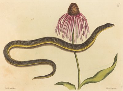 De Glasslang door Mark Catesby