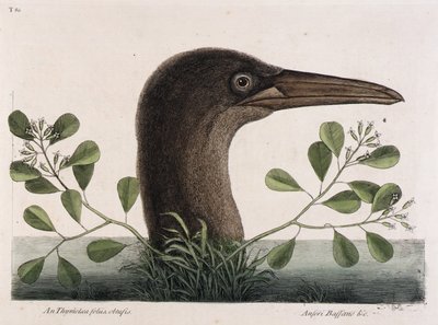De Grote Booby (An Thymelaea foliis obtusis, Anseri Bassano  c.) door Mark Catesby