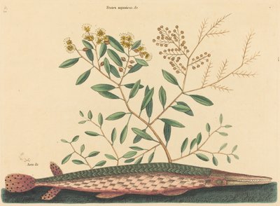 De groene garvis Esox osseus, gepubliceerd 1731-1743 door Mark Catesby