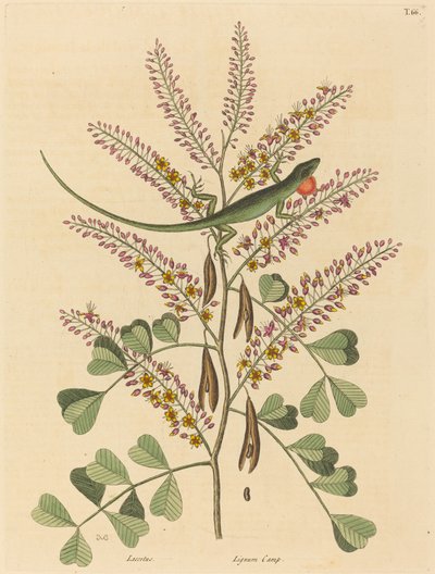 De groene hagedis van Jamaica Lacerta bullaris, gepubliceerd 1731-1743 door Mark Catesby