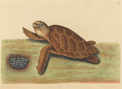 De karetschildpad Testudo caretta, gepubliceerd 1731-1743 door Mark Catesby