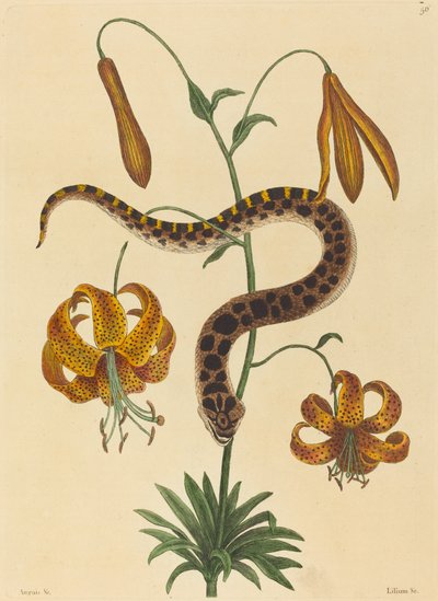 De varkensneusslang door Mark Catesby