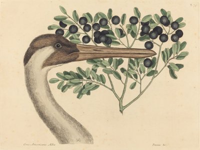 De hoepelvogel Ardea Americana, gepubliceerd 1731-1743 door Mark Catesby