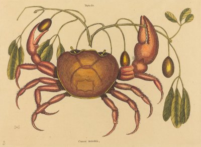 De landkrab Cancer ruricola, gepubliceerd 1731-1743 door Mark Catesby