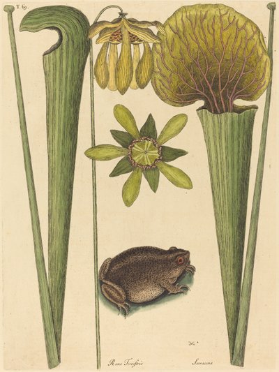 De landkikker Rana, gepubliceerd 1731-1743 door Mark Catesby