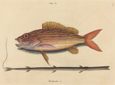 De lane-snapper Sparus synagris, gepubliceerd 1731-1743 door Mark Catesby