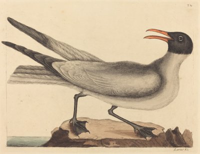 De Lachmeeuw door Mark Catesby