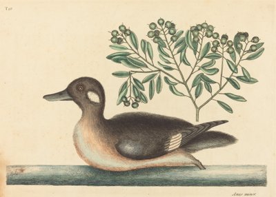 De Kleine Bruine Eend Anas rustica, gepubliceerd 1754 door Mark Catesby