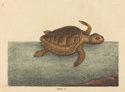 De Loggerhead Schildpad Testudo Cavanna, gepubliceerd 1731-1743 door Mark Catesby