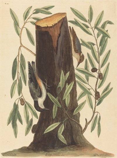 De boomklever Sitta Europaea, gepubliceerd 1754 door Mark Catesby