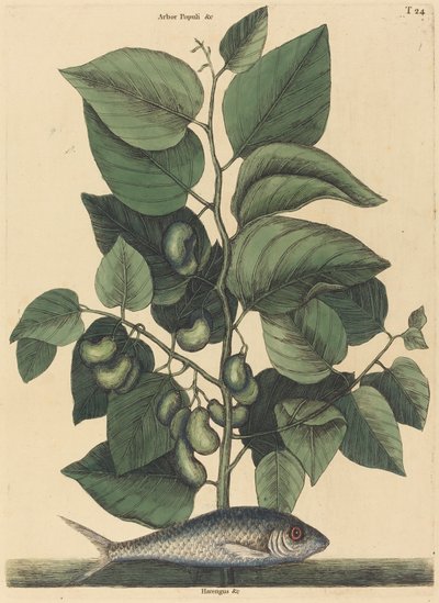 De Pilchard Argentina carolina, gepubliceerd 1731-1743 door Mark Catesby
