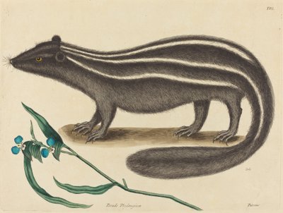 De Bunzing Viverra putorius, gepubliceerd 1731-1743 door Mark Catesby