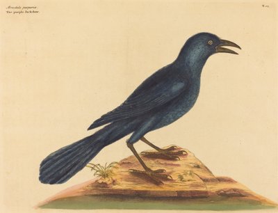 De paarse kauw Gracula Quiscula, gepubliceerd 1731-1743 door Mark Catesby