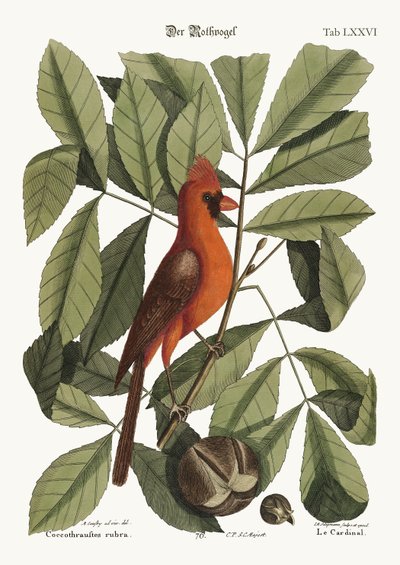 De rode vogel door Mark Catesby