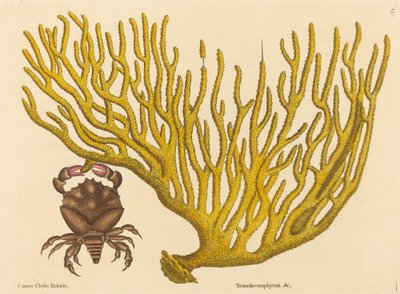 De Roodklauwkrab Cancer erythropus, gepubliceerd 1731-1743 door Mark Catesby