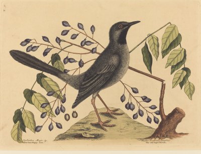 De Roodpootlijster, gepubliceerd 1731-1743 door Mark Catesby