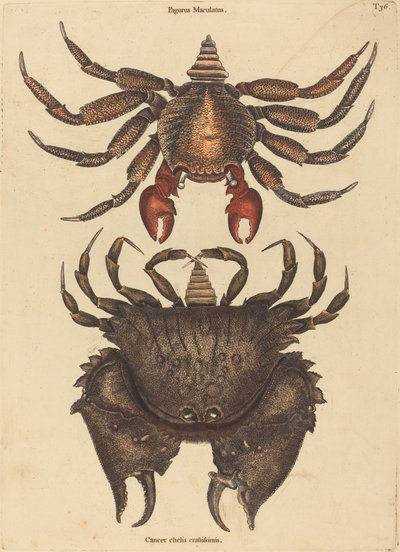 De Roodgevlekte Rotskrab (Cancer grapsus) door Mark Catesby