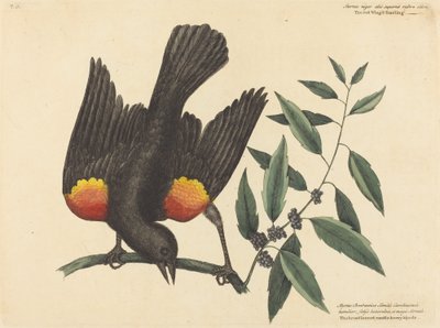 De Roodvleugelspreeuw Oriolus phoeniceus, gepubliceerd 1754 door Mark Catesby