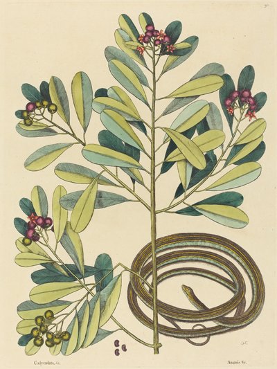 De Lintslang (Coluber saurita) door Mark Catesby