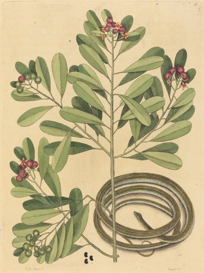 De lintslang Coluber saurita, gepubliceerd 1731-1743 door Mark Catesby