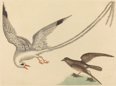 De Rijstvogel Emberiza oryzivora, gepubliceerd 1731-1743 door Mark Catesby