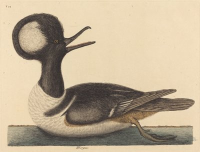 De rondkuif eend (Mergus cucullatus) door Mark Catesby