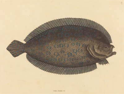 De tong Pleuronectes lunatus door Mark Catesby